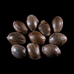 Gorilla King Auto - 10+3 Seed