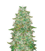 Santa Marta Haze Autoflower (Seedstockers)