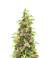 LA Cookies (Cali Connection Seeds)