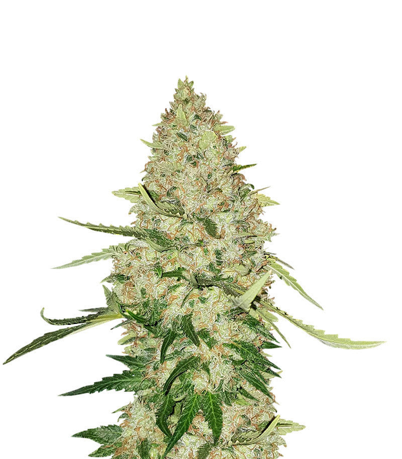 Lemon Citron (Humboldt Seeds)