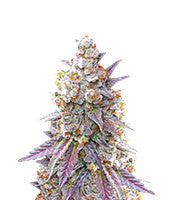 Lemon Drizzle (Barney's Farm)