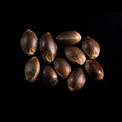 Lemon Haze Auto - 10+3 Seed