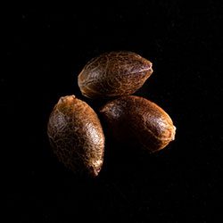 Lemon Haze Auto - 3+1 Seed