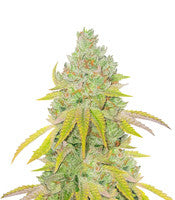 Lemon Tree (Barney's Farm)