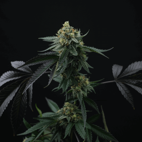 Lime Skunk Seeds - Feminisiert (24% THC)