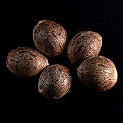 Silver Widow - 5+2 Seed