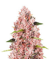 Tropicanna Poison F1 Fast Version (Sweet Seeds)