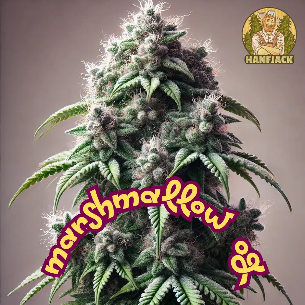 Marshmallow OG Feminized Clones - Compound Genetics