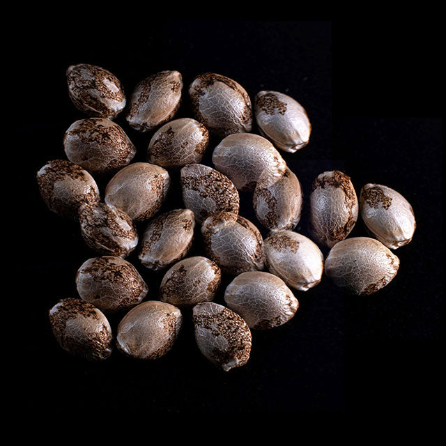 Mataro Blue - 25 Seed