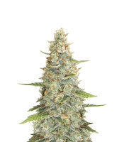 Meringue (Dutch Passion)