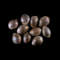 Mimosa Dream - 10+3 Seed