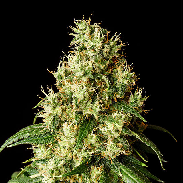 Mimosa Dream