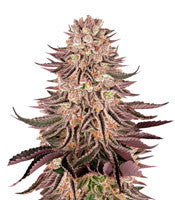 Mimosa x Orange Punch (Barney's Farm)