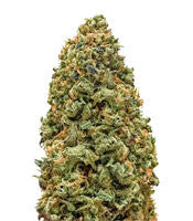 Monster Bruce Banner (Monster Genetics)