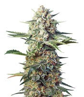 Crystal Candy F1 Fast Version (Sweet Seeds)