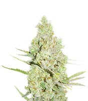 1024 (Medicinal Seeds)