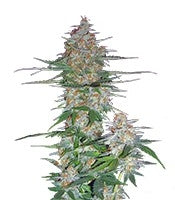 60 Day Wonder Autoflower (DNA Genetics)