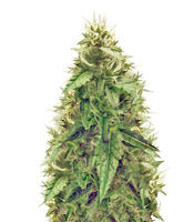 AK-49 Auto (Vision Seeds)