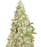 Afghan Cow (Dr. Krippling Seeds)