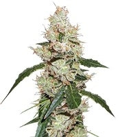 Afghan Kush X White Widow (World of Seeds)