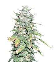 Afghan Kush X Yumbolt (World of Seeds)
