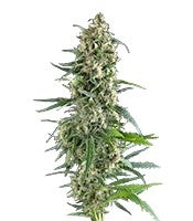 Amnesia Gold (Pyramid Seeds)