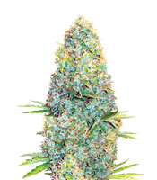 Amnesia Haze (Victory Seeds)