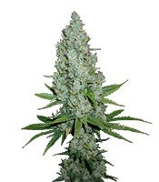 Amnesia Lemon (Barney's Farm)
