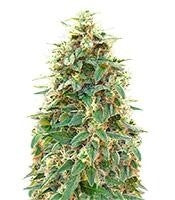 Auto 00 Hashchis (Auto 00 Cheese) (00 Seeds)
