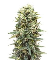 Auto Afghan Mass (00 Seeds)