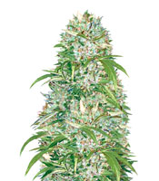 Auto Big Angel (Victory Seeds)