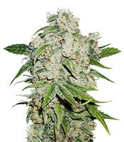 Auto Brooklyn Sunrise (Dutch Passion)