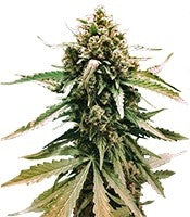 Auto Frisian Dew (Dutch Passion)