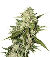 Auto Mazar (Dutch Passion)