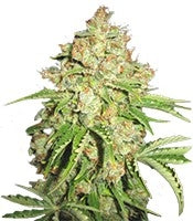 White Russian #1 Auto (Serious Seeds)