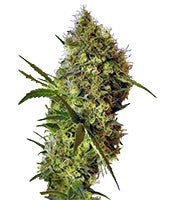 Big Devil Auto (Sweet Seeds)