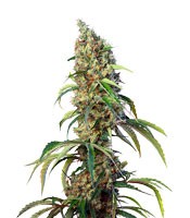 Black Jack CBD (Sweet Seeds)