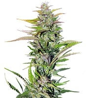 Black Jack F1 Fast Version (Sweet Seeds)