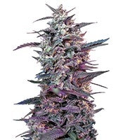 Bloody Skunk Auto (Sweet Seeds)
