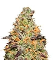 Blue Kush Berry (Paradise Seeds)
