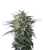 Blue Mystic (RQS)