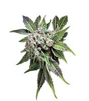 Blue Pyramid (Pyramid Seeds)