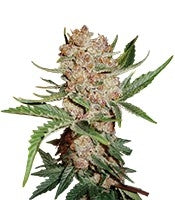 Bubblelicious Automatic (Nirvana Seeds)