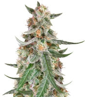 C99 (Female Seeds)