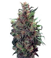Californian Orange (Dutch Passion)