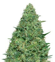 Chemdog Millionaire (Dr. Krippling Seeds)