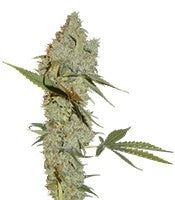 Chocolope regular (DNA Genetics)