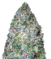 Chronic Monster XXL (Victory Seeds)