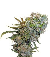 Cream 47 (Sweet Seeds)