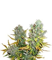 Cream Caramel Auto (Sweet Seeds)